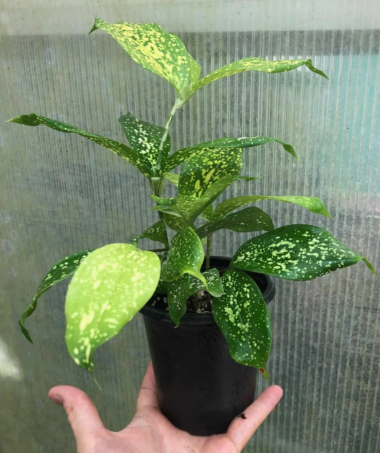 Dracaena Florida Beauty Plant, Dracaena Surculosa - In 3.5" Pot - Image 3