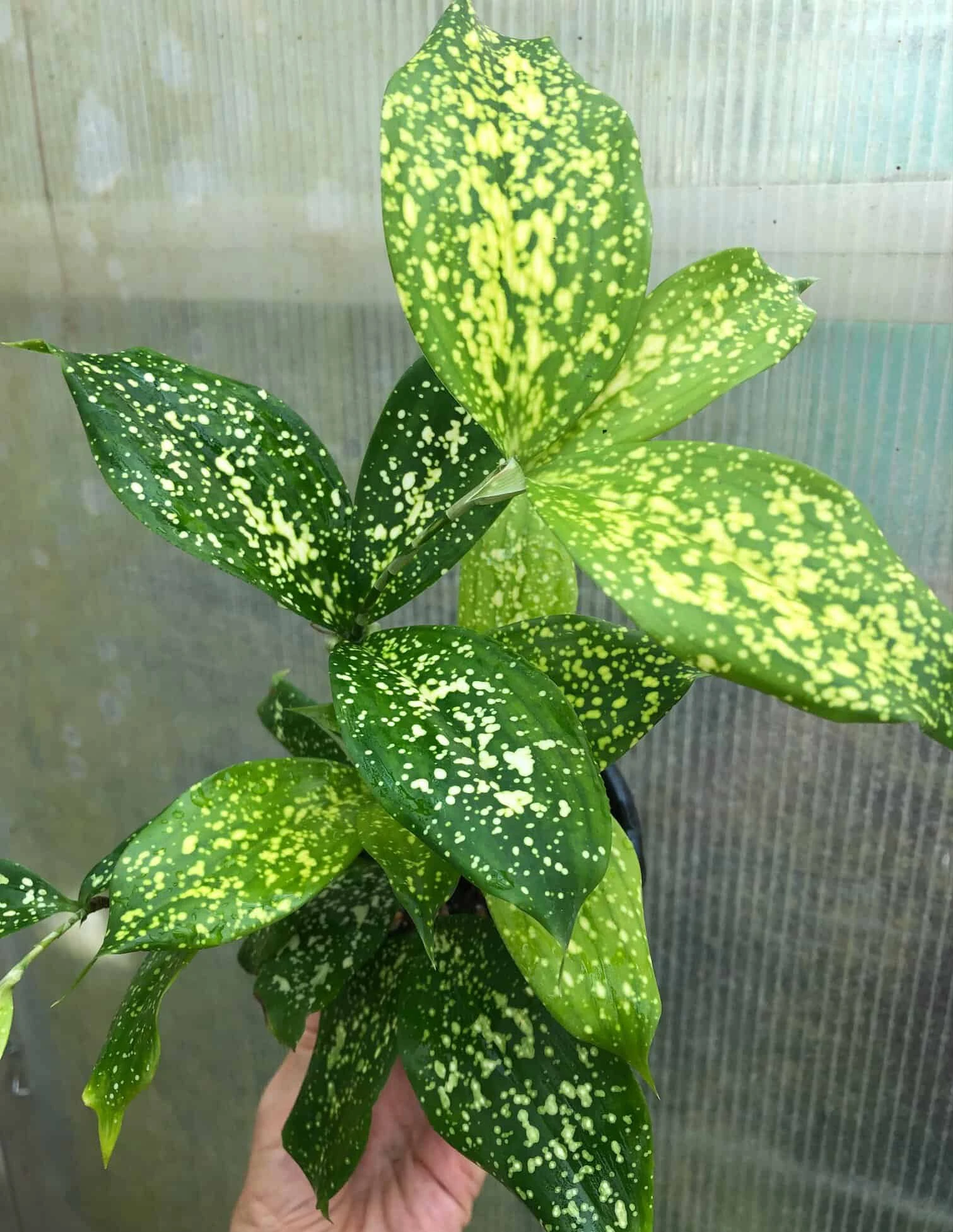 Dracaena Florida Beauty Plant, Dracaena Surculosa - In 3.5" Pot - Image 4