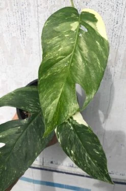 Pothos Epipremnum Pinnatum Albo Variegata In 4" Pot