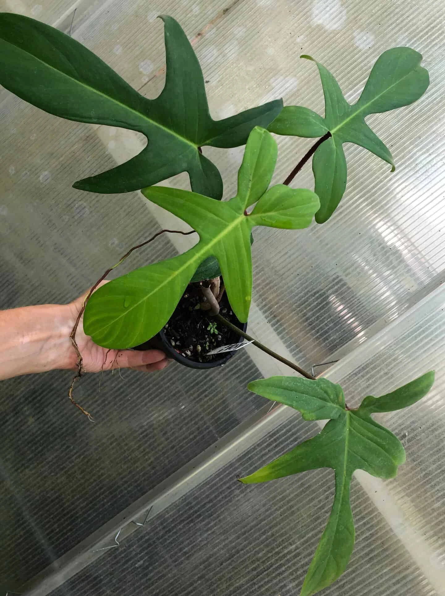 Philodendron Florida Live Plant In 4" Pot - Image 2