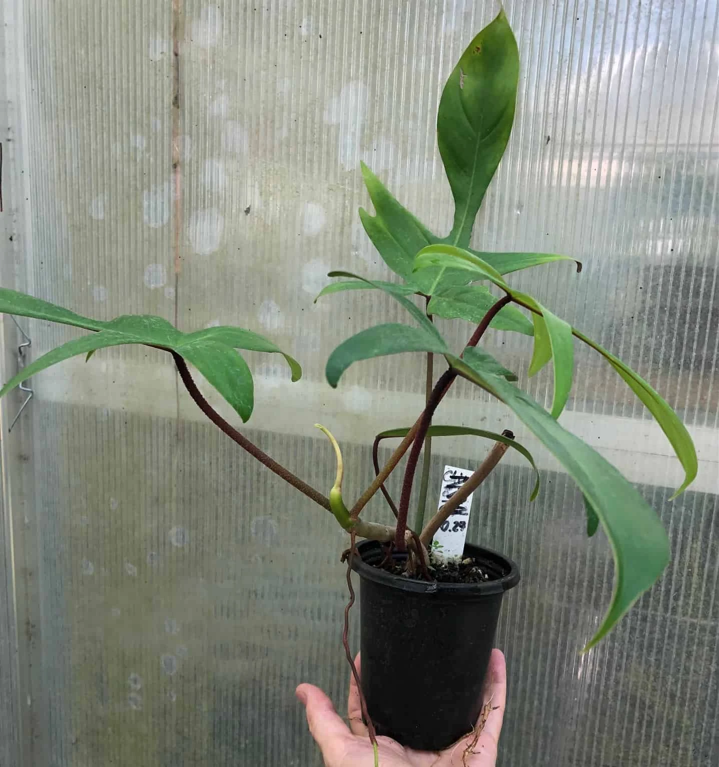 Philodendron Florida Live Plant In 4" Pot - Image 4