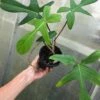 Philodendron Florida Live Plant In 4" Pot