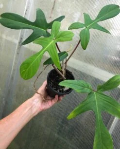 Philodendron Florida Live Plant In 4" Pot