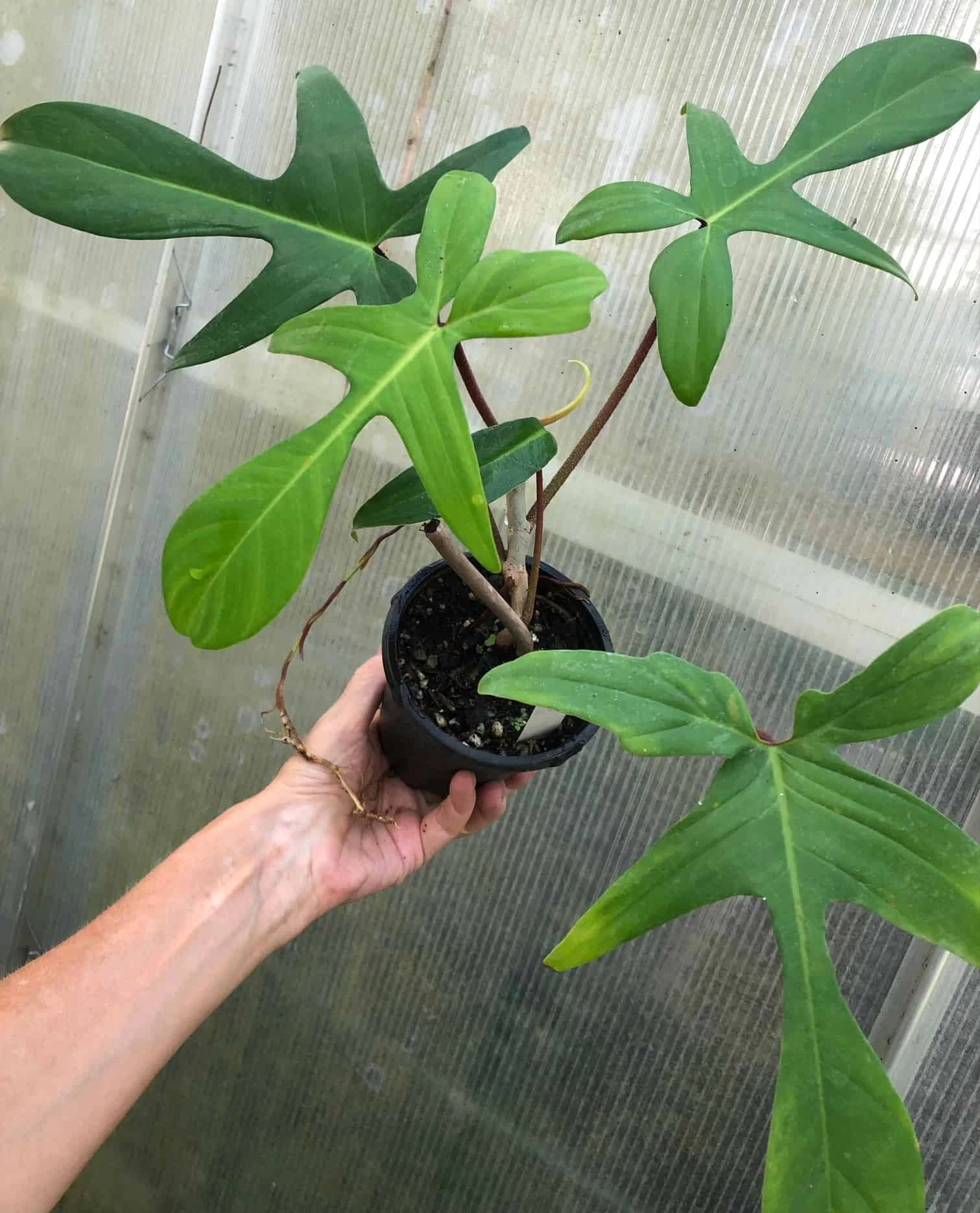 Philodendron Florida Live Plant In 4" Pot