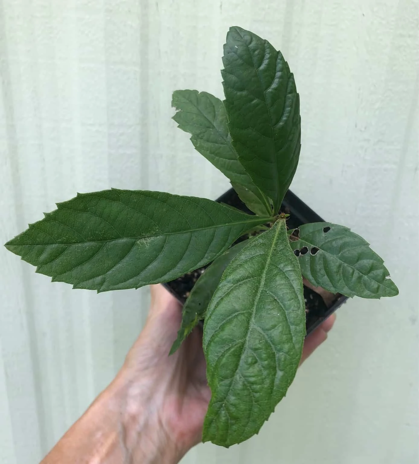 Loquat Eriobotrya Japonica Seedlings In 3.5" Pot - Image 2