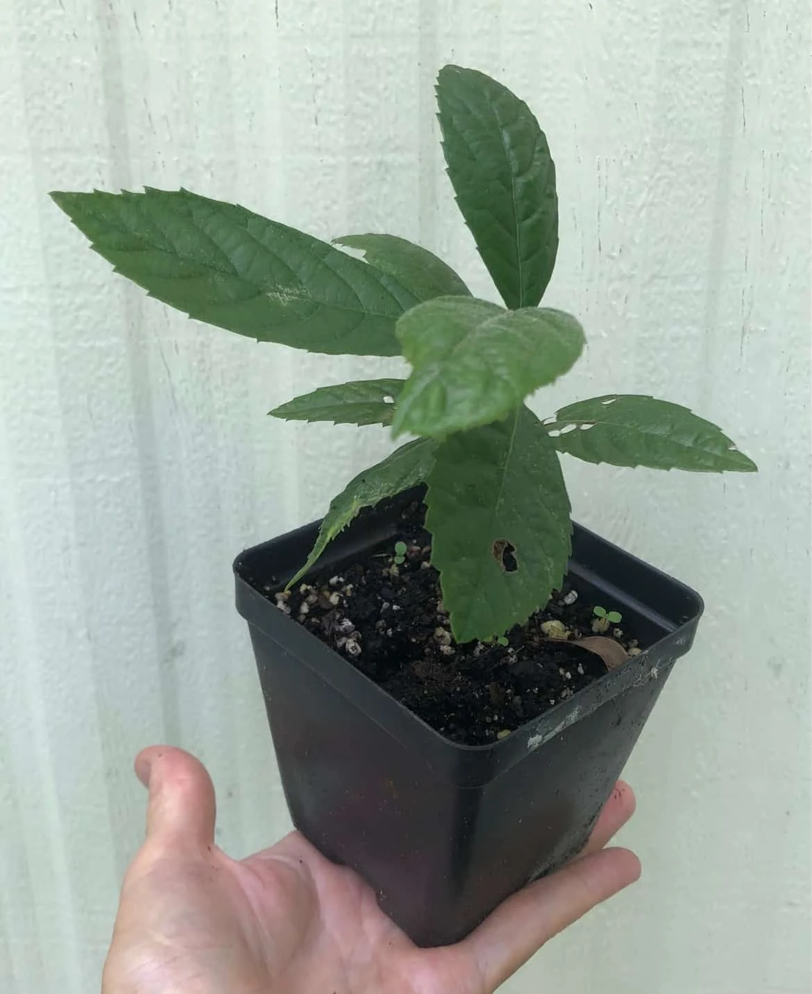 Loquat Eriobotrya Japonica Seedlings In 3.5" Pot - Image 3