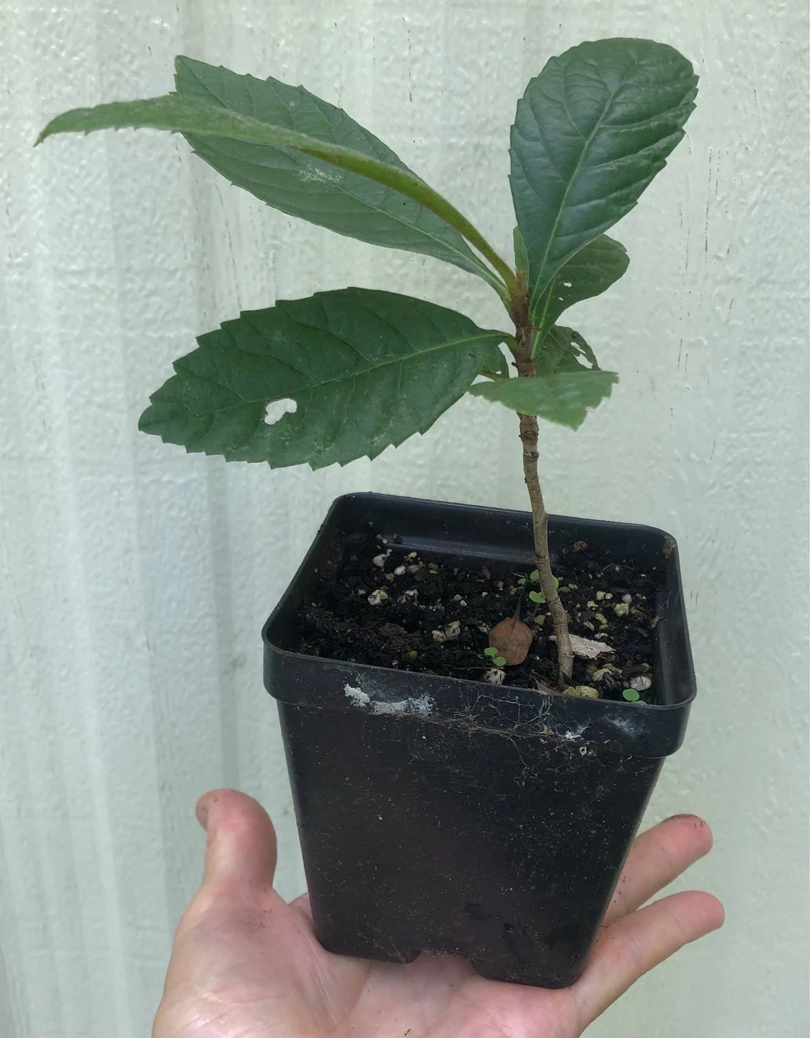 Loquat Eriobotrya Japonica Seedlings In 3.5" Pot - Image 4