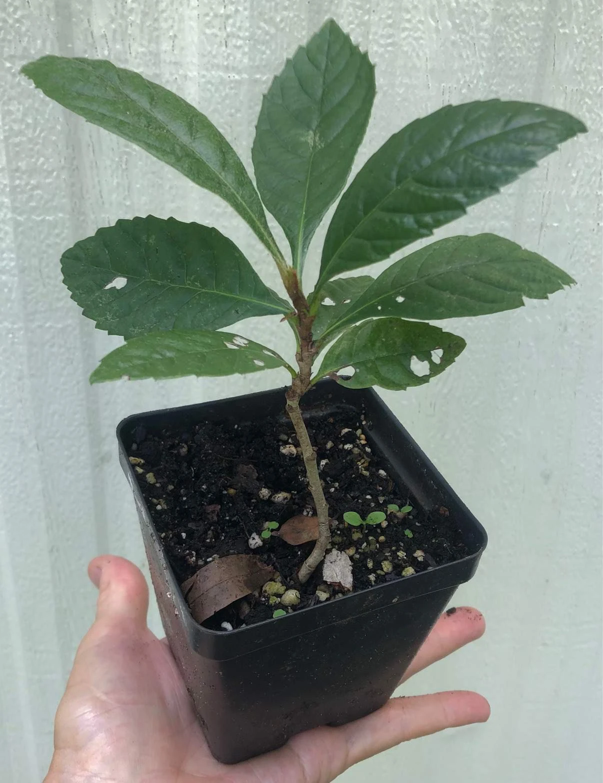 Loquat Eriobotrya Japonica Seedlings In 3.5" Pot - Image 5