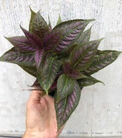 Persian Shield Plant - Strobilanthes Dyerianus Plant - In 3" Pot