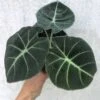 Alocasia 'Black Velvet' - Elephant Ear Plant In 4" Pot