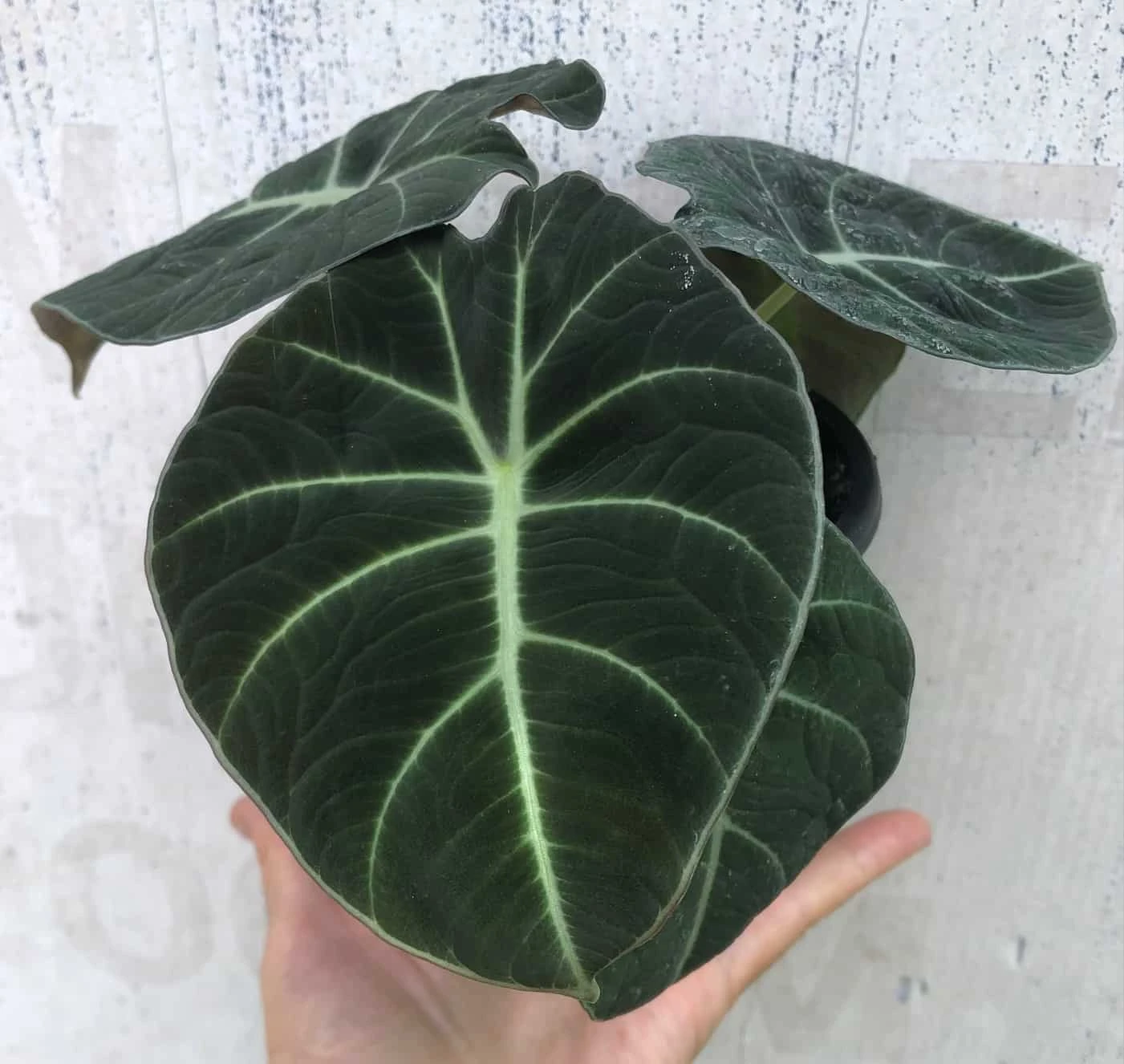 Alocasia 'Black Velvet' - Elephant Ear Plant In 4" Pot - Image 2