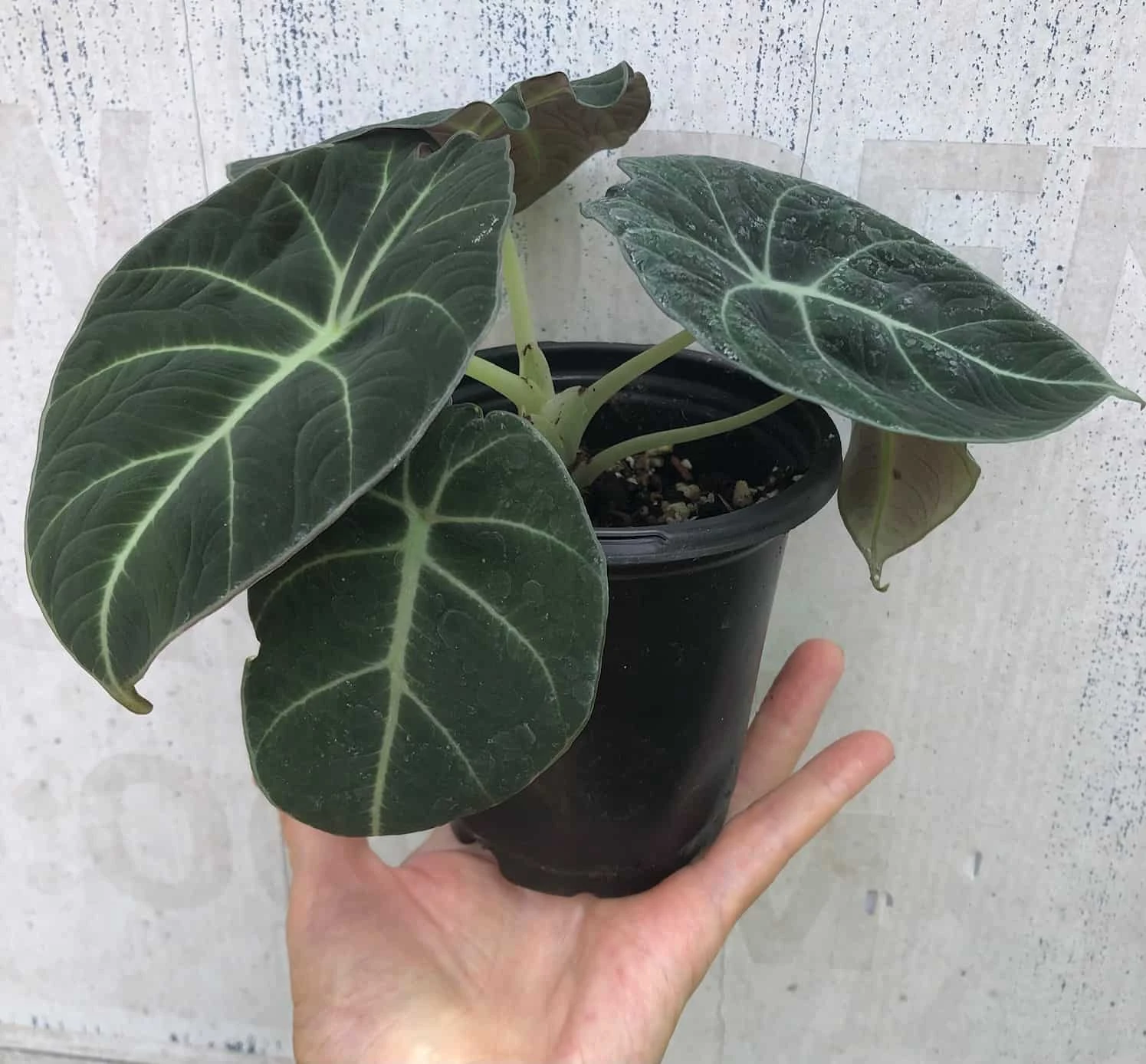 Alocasia 'Black Velvet' - Elephant Ear Plant In 4" Pot - Image 3