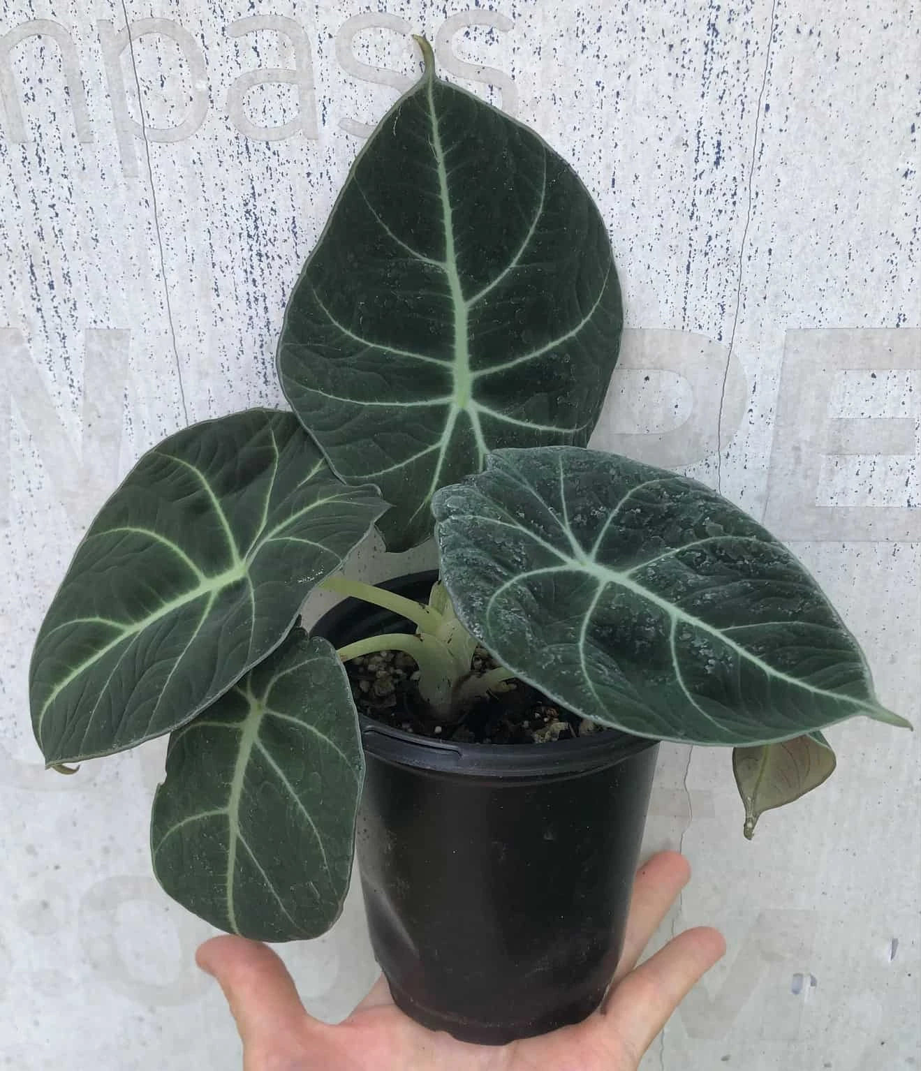 Alocasia 'Black Velvet' - Elephant Ear Plant In 4" Pot - Image 4