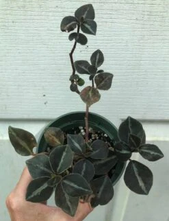 Peperomia Metallica Columbiana In 3" Pot