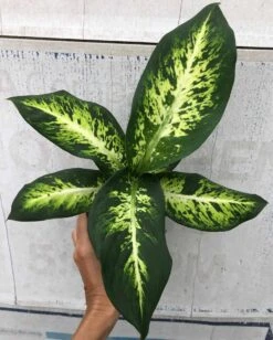 Dieffenbachia Sublime Live Plant In 4" Pot