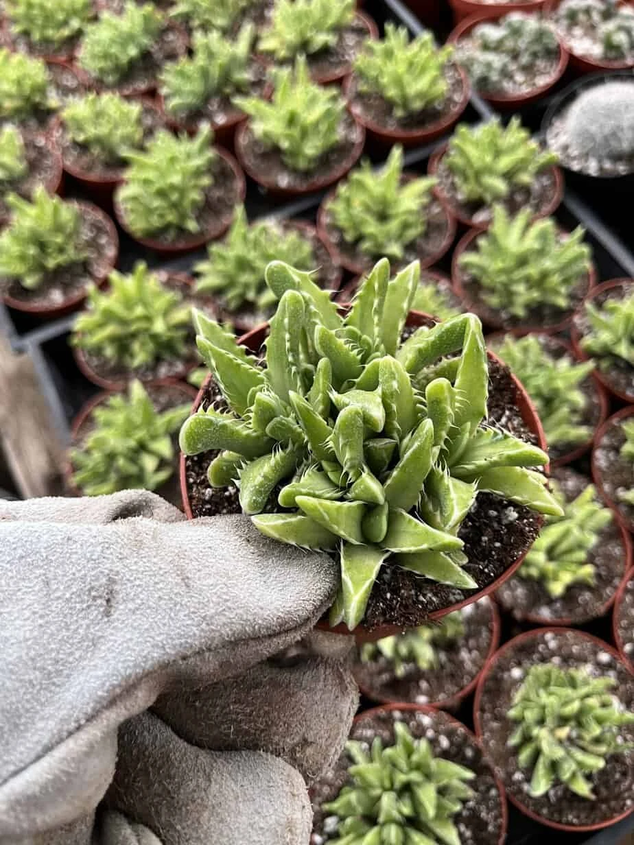 Faucaria Tigrina Variegata --Tiger Jaw