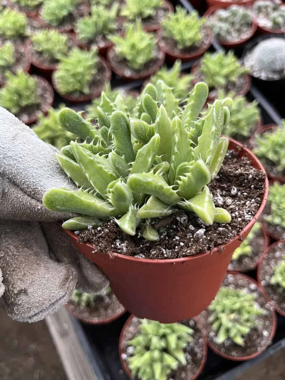 Faucaria Tigrina Variegata --Tiger Jaw - Image 2