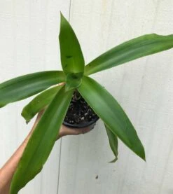 Callisia Fragans, 'Family Doctor' Live Plant - In 4" Pot, Free Shipping