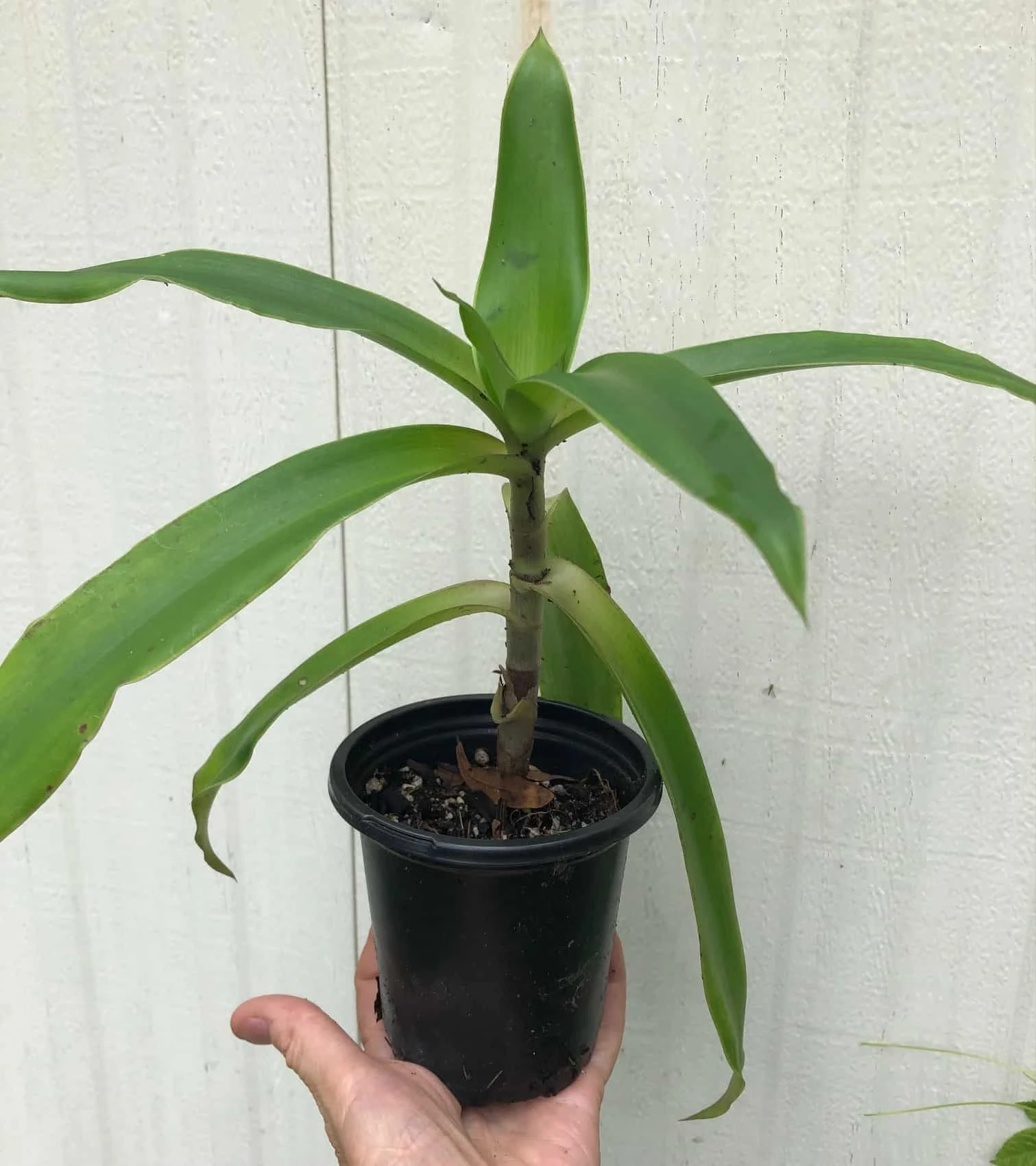 Callisia Fragans, 'Family Doctor' Live Plant - In 4" Pot, Free Shipping - Image 2