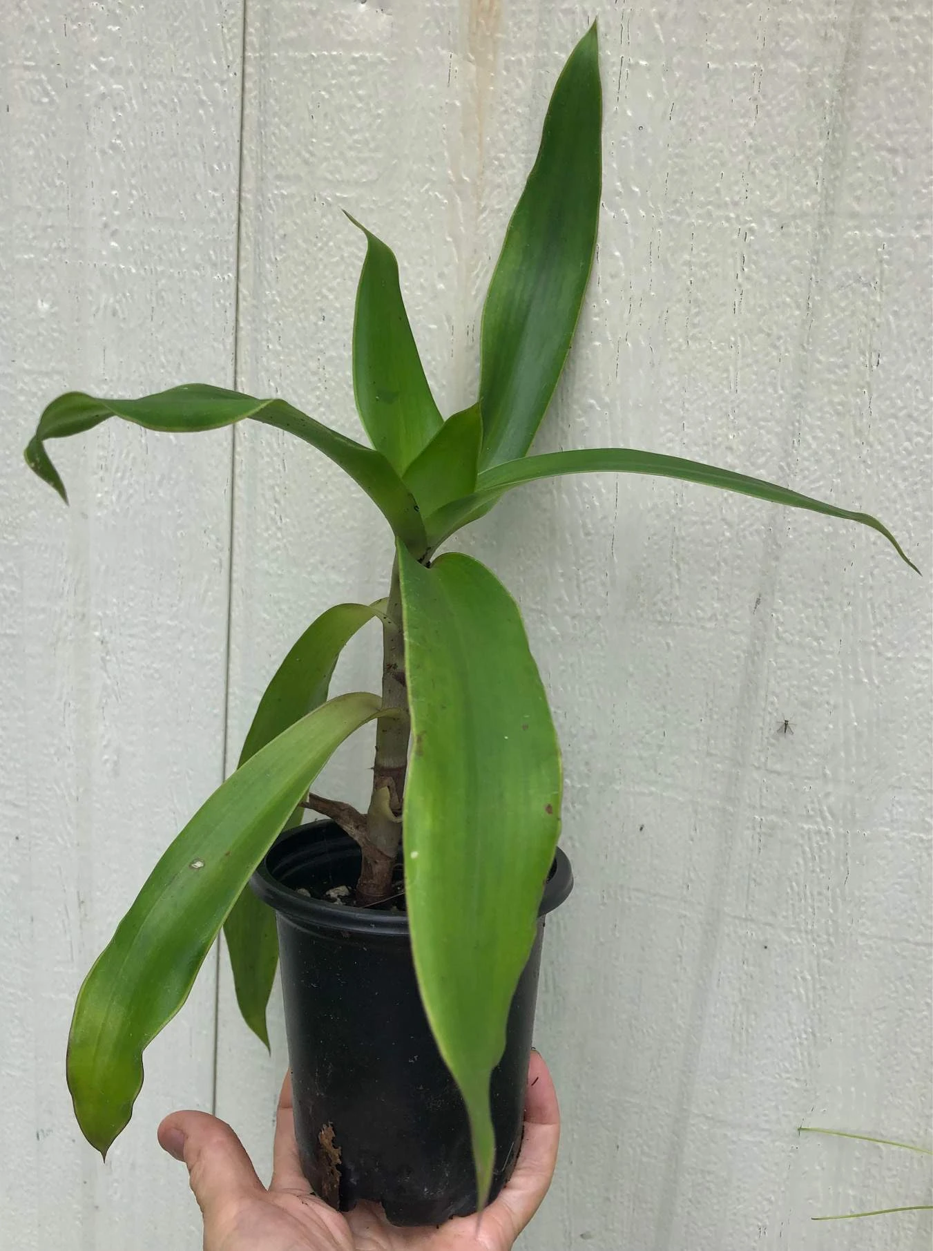 Callisia Fragans, 'Family Doctor' Live Plant - In 4" Pot, Free Shipping - Image 3