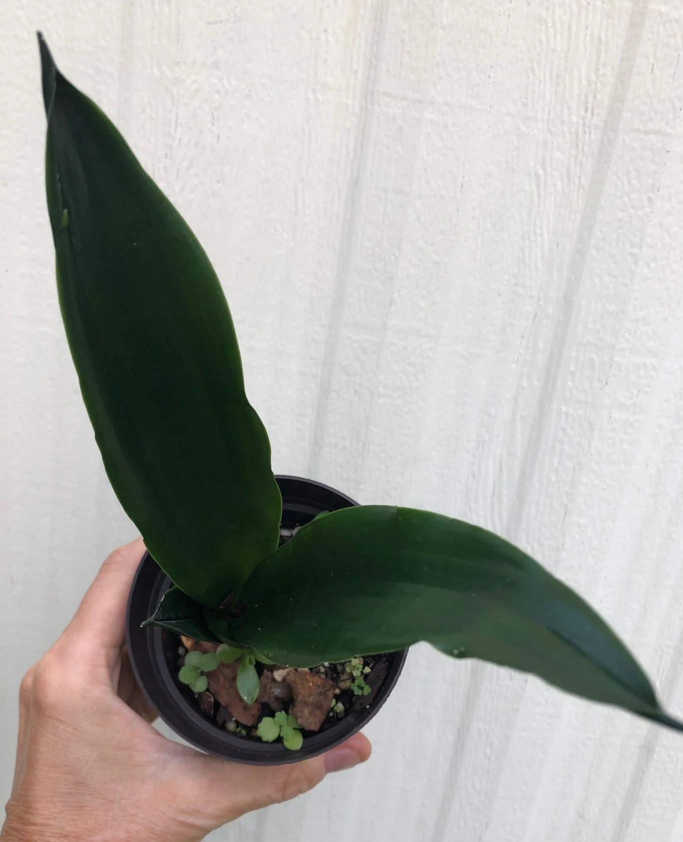 Sansevieria Trifasciata Black Dragon In 3" Pot - Image 2