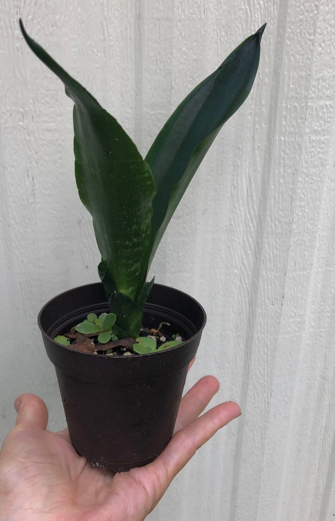 Sansevieria Trifasciata Black Dragon In 3" Pot - Image 3