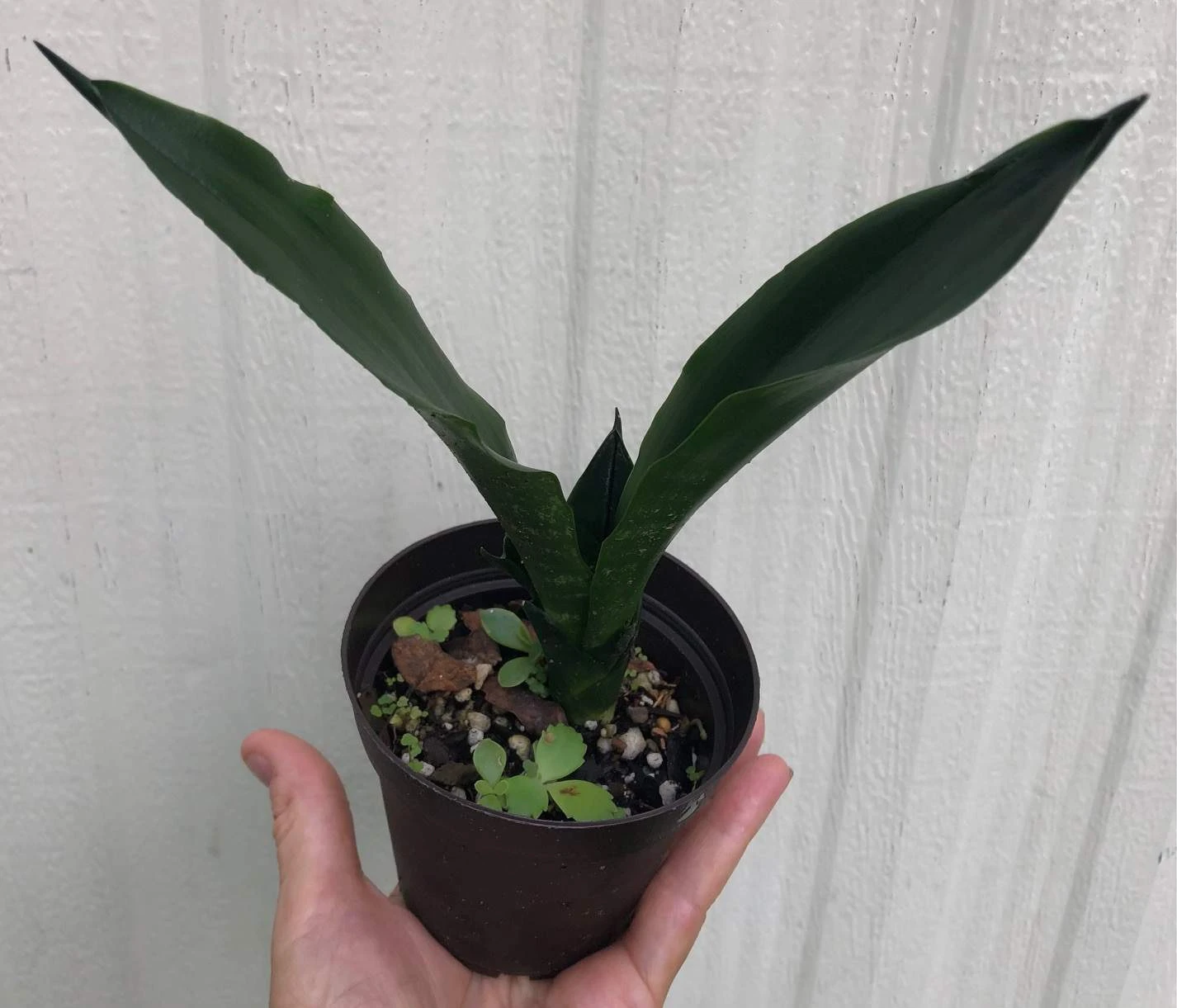 Sansevieria Trifasciata Black Dragon In 3" Pot - Image 4