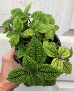 Pilea 'Moon Valley' Friendship Plant - Pilea Involucrata - Potted In 4" Pot