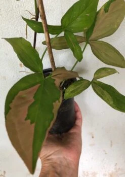 Syngonium Pink Splash - Arrowhead Plant In 4" Pot