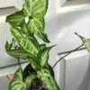 Syngonium Podophyllum Renoir Live Plant In 3" Pot
