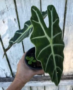 Alocasia 'Polly' - Elephant Ear Plant In 4" Pot