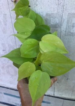 Philodendron Hederaceum 'Lemon Lime' Plant In 3" Pot, Heartleaf Philodendron