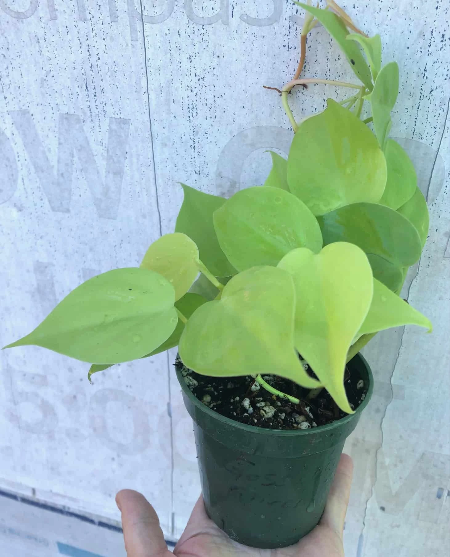 Philodendron Hederaceum 'Lemon Lime' Plant In 3" Pot, Heartleaf Philodendron - Image 2