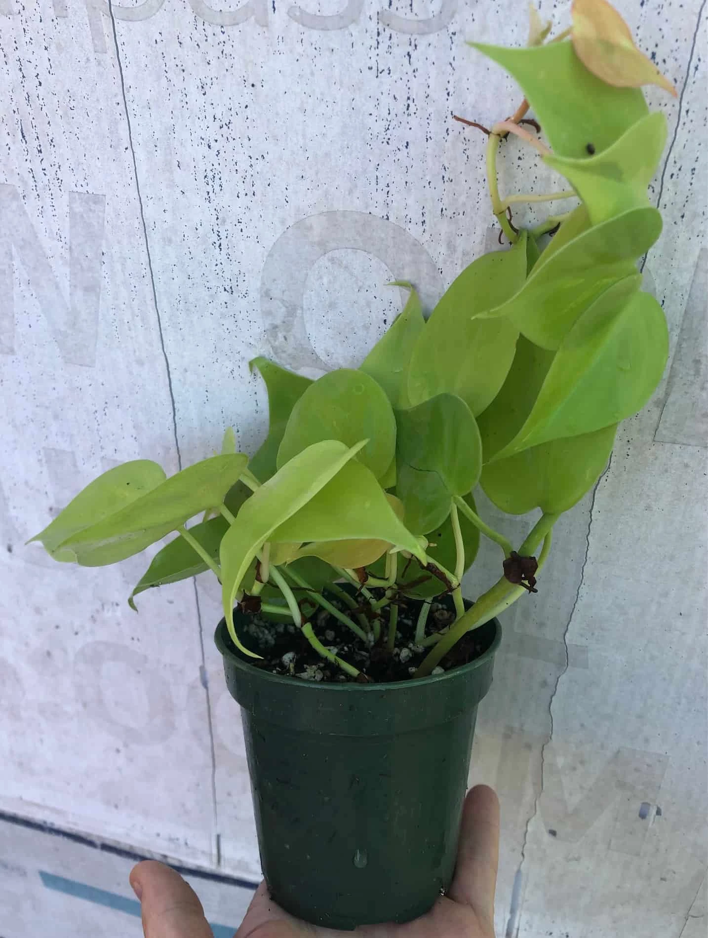 Philodendron Hederaceum 'Lemon Lime' Plant In 3" Pot, Heartleaf Philodendron - Image 3