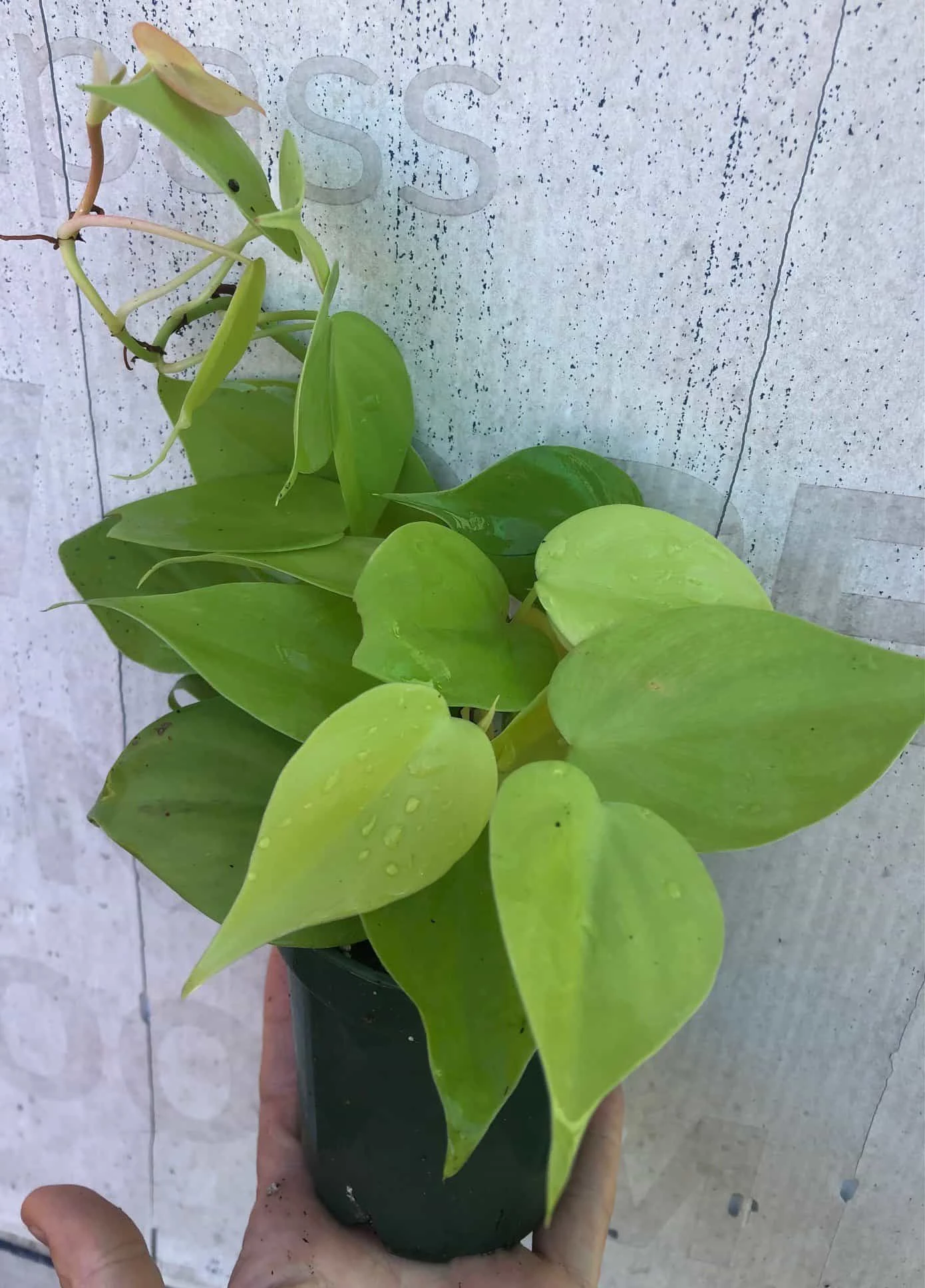 Philodendron Hederaceum 'Lemon Lime' Plant In 3" Pot, Heartleaf Philodendron - Image 4