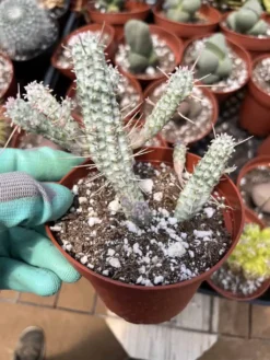 Euphorbia Mammillaris