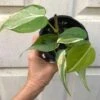 Philodendron Hederaceum 'Rio' RARE Plant In 4" Pot