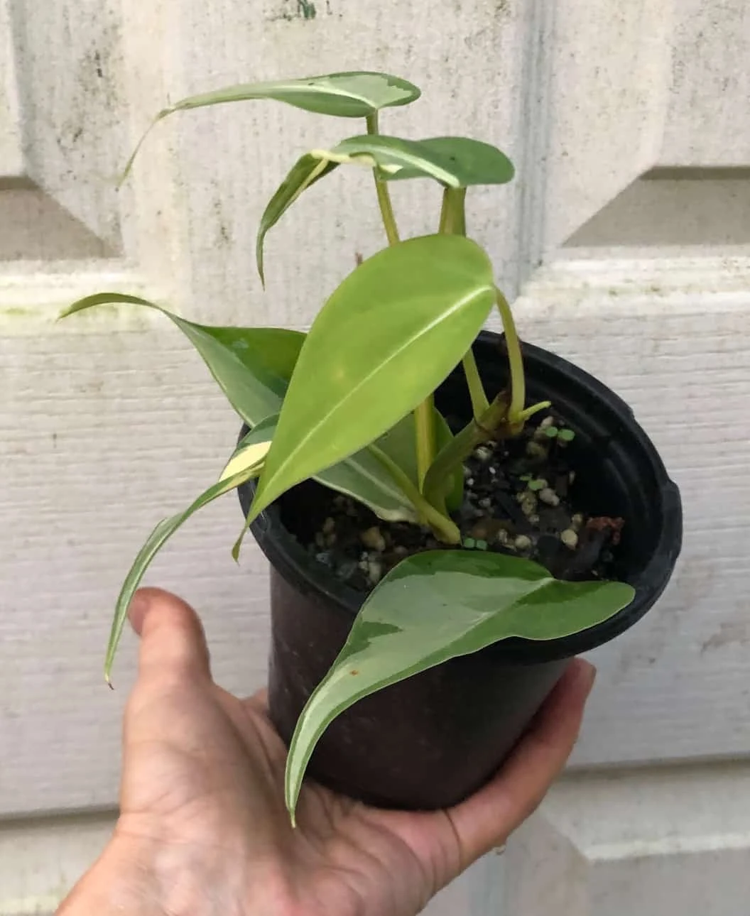 Philodendron Hederaceum 'Rio' RARE Plant In 4" Pot - Image 4