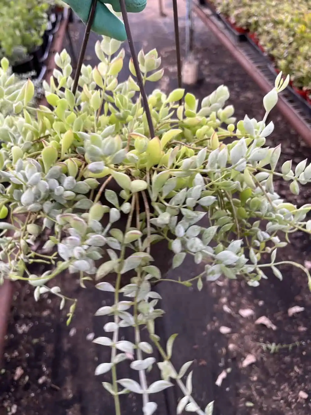 Cotyledon Pendens ----- Cliff Cotyledon --- Limited Quantity - Image 2