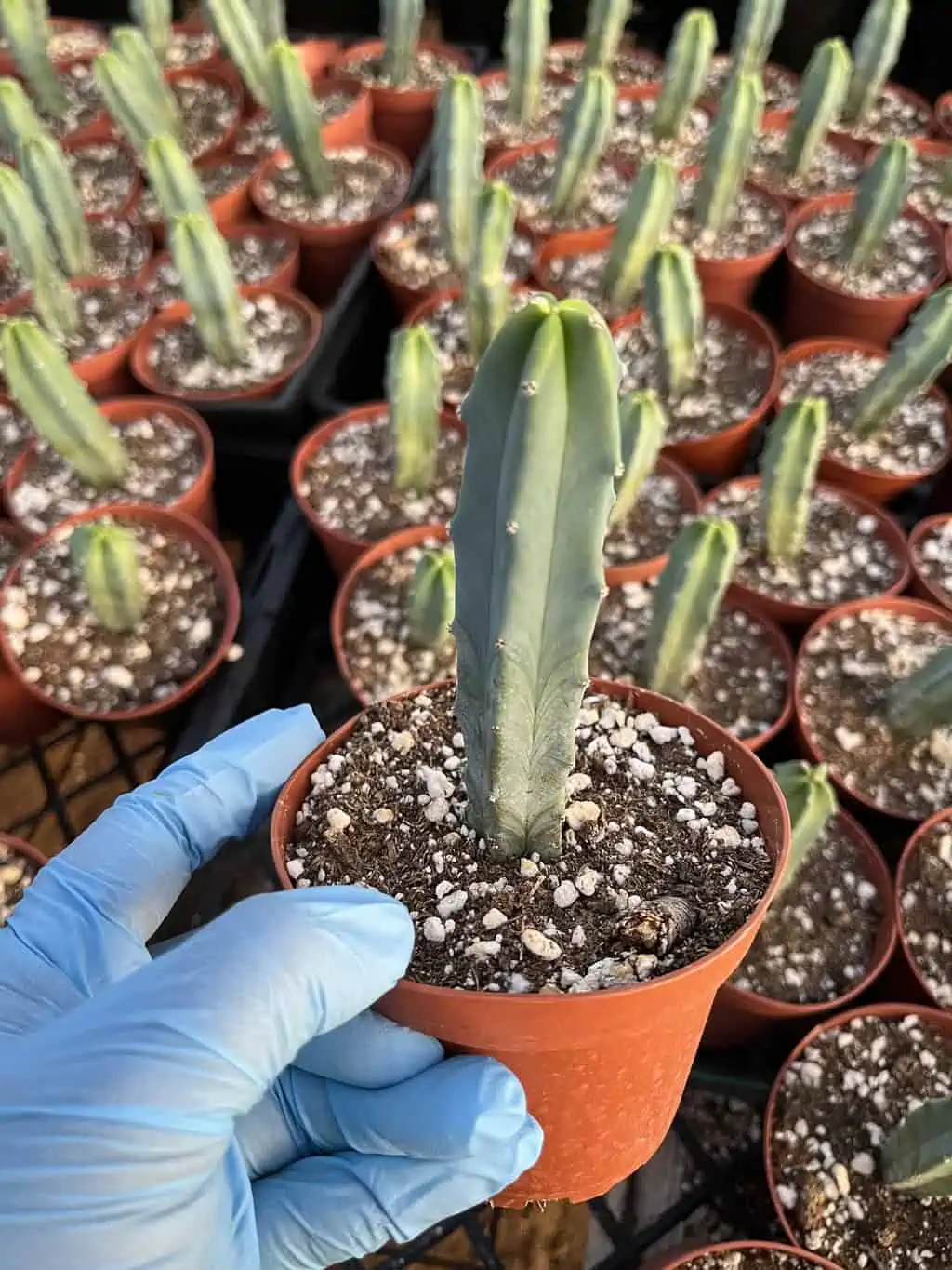 Myrtillocactus Geometrizans---Blue Myrtle Cactus - Image 2