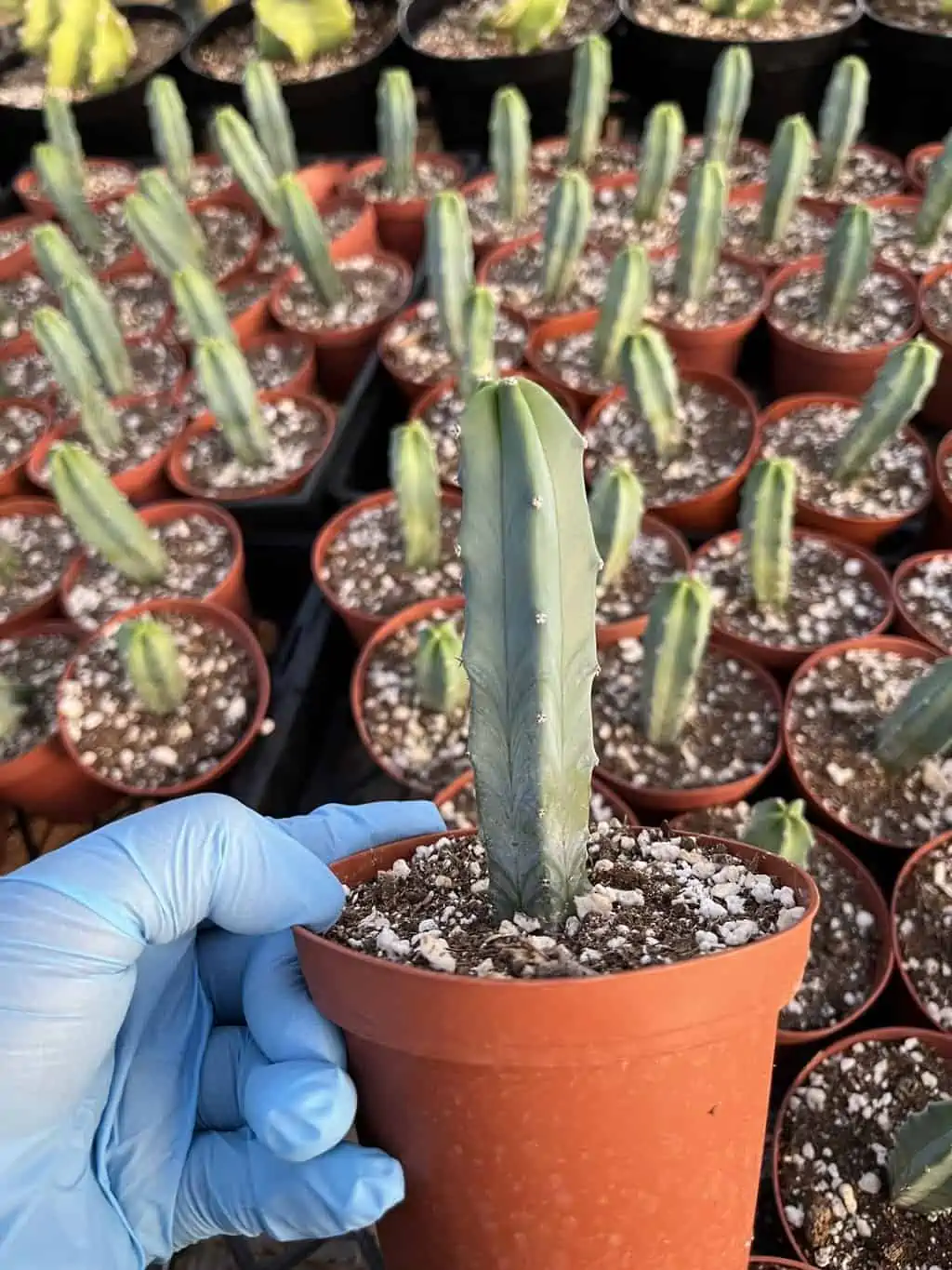 Myrtillocactus Geometrizans---Blue Myrtle Cactus