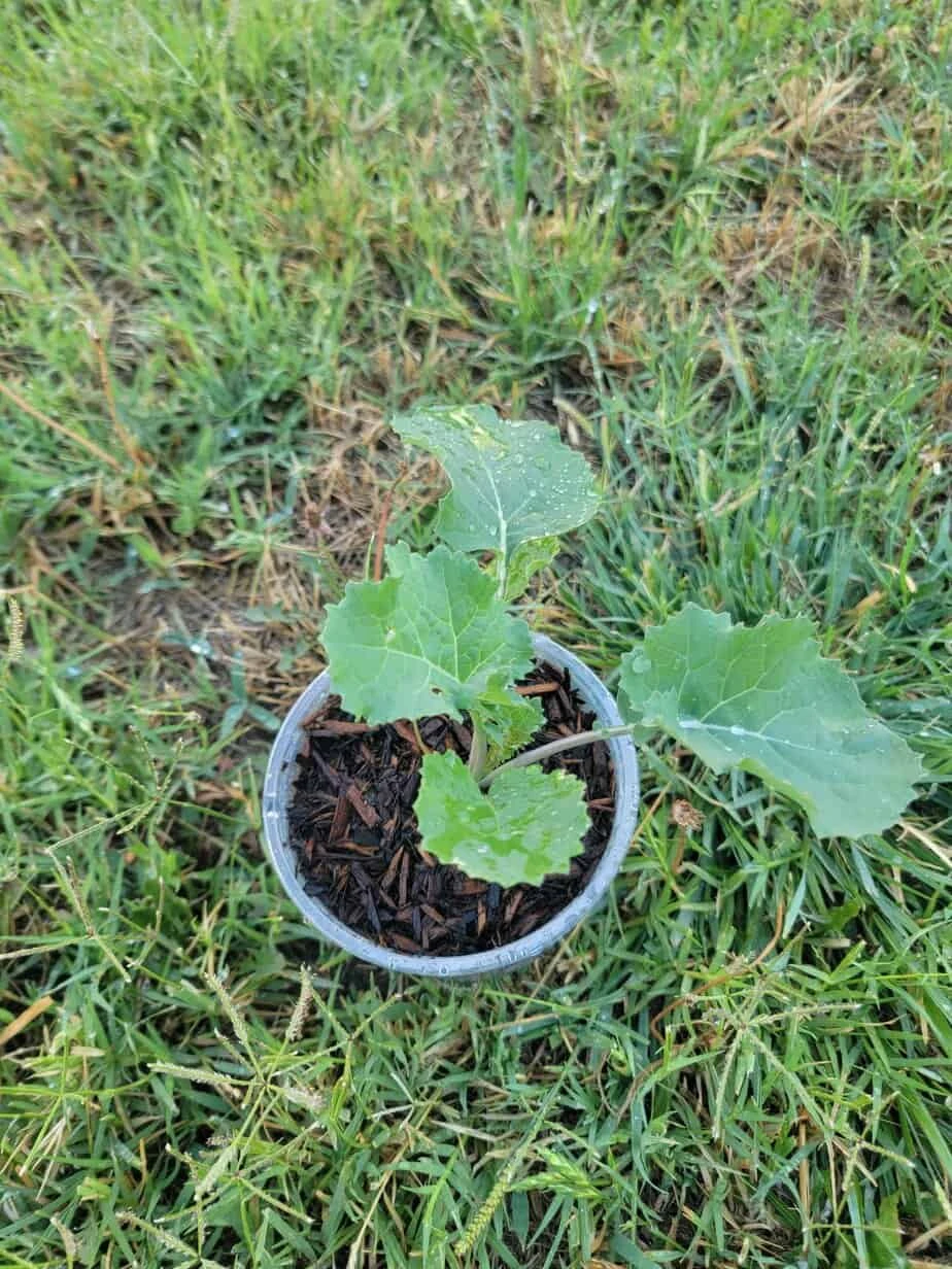Live Kale Plant