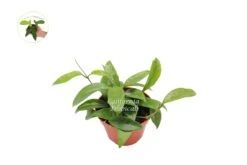 Hoya Carnosa Krinkle Wax - 4'' From California Tropicals