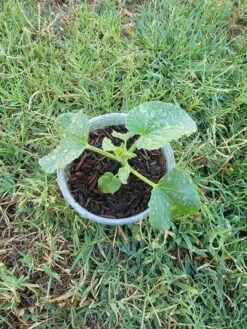 Live Melon Plant