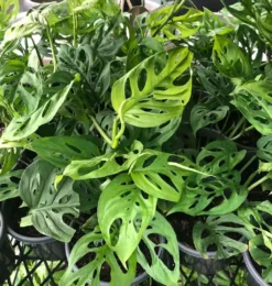 Monstera Adansonii 'Swiss Cheese