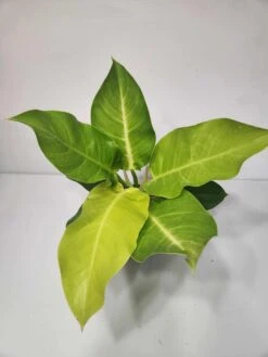 Philodendron Hederaceum - Moonlight Philodendron 4" Pot