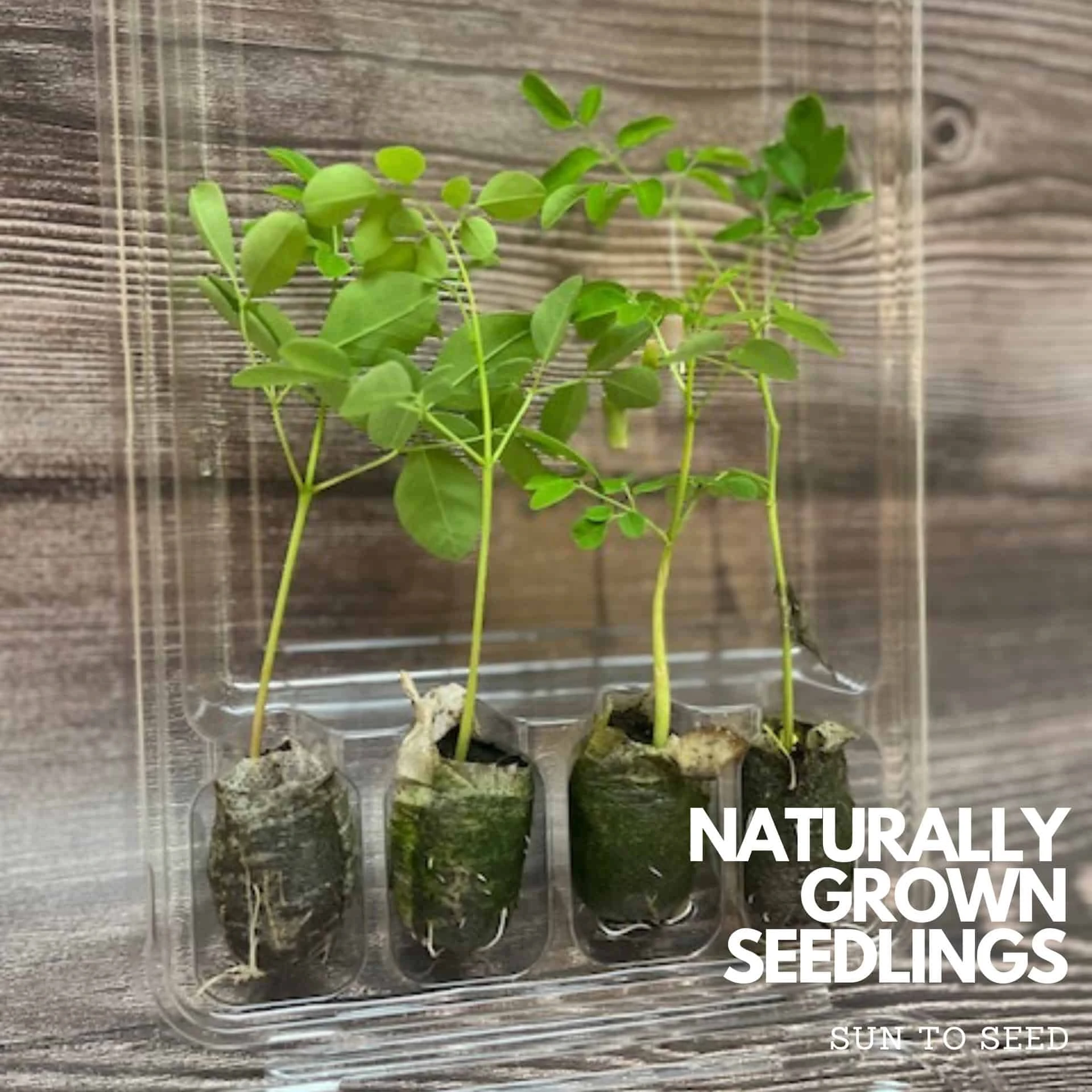 Live Rooted Moringa Seedlings | Naturally Grown | Miracle Tree - Image 4