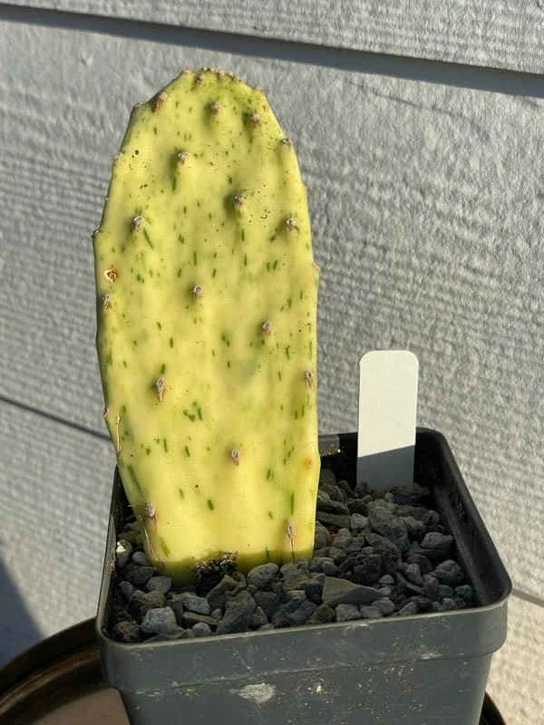 Cactus Succulent- Opuntia Cochenillifera Sunburst -variegated - Image 3