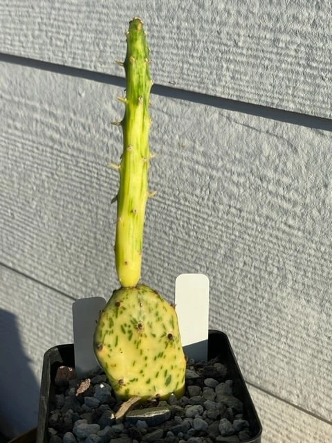 Cactus Succulent- Opuntia Cochenillifera Sunburst -variegated - Image 2