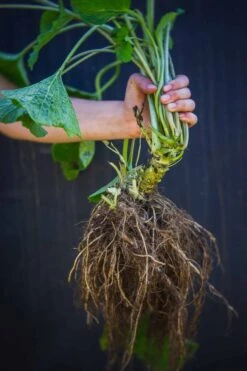 Three Wasabi Plant Starts